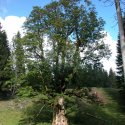 Hier ist ein Ahorn auf dem Wamberg mit 2,3 m Durchmesser und ein Ahorn im &ldquo;Gro&szlig;en Ahornboden&rdquo;, am Ende des Risstales zu sehen.